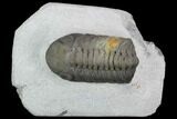 Austerops Trilobite - Visible Eye Facets & Multi-Toned Shell #127042-1